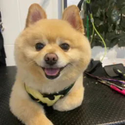 Uśmiechnięty pomeranian w bluzie moro po strzyżeniu, leży na czarnym stole groomerskim, widoczne narzędzia do pielęgnacji sierści i tło z roślinami.