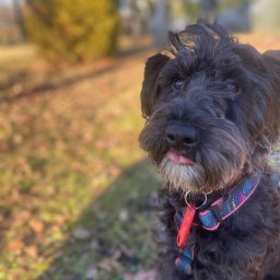 Ślad4Łap – hotel dla psów Piekoszów oferuje kompleksową opiekę nad Twoim pupilem, zapewniając mu komfortowy pobyt, spacery, zabawę i indywidualną troskę. Zapraszamy do Ślad4Łap!