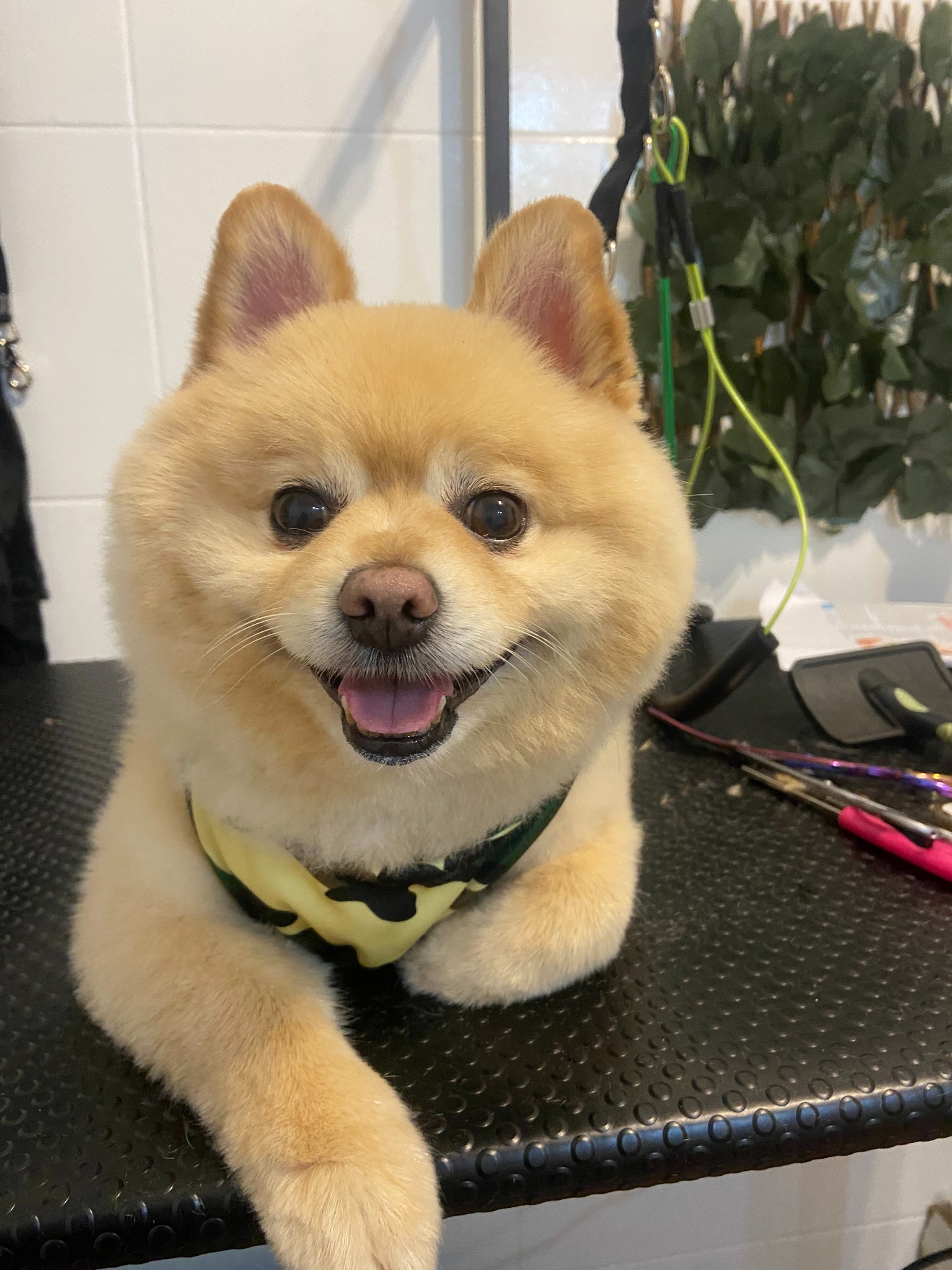 Uśmiechnięty pomeranian w bluzie moro po strzyżeniu, leży na czarnym stole groomerskim, widoczne narzędzia do pielęgnacji sierści i tło z roślinami.