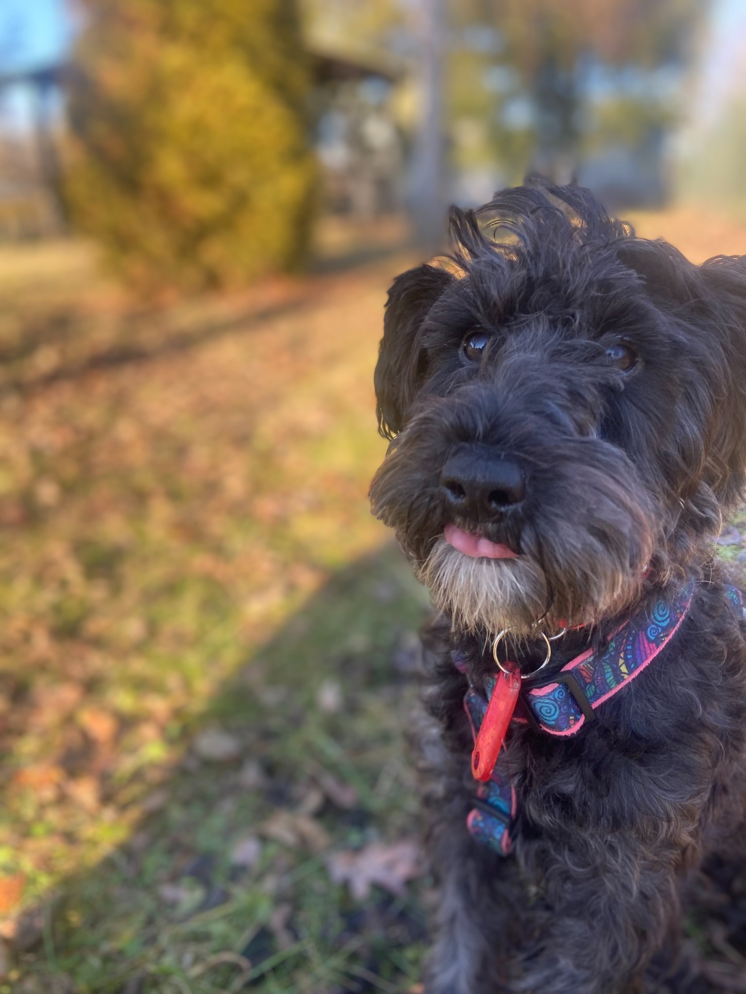 Portret czarnego, kudłatego psa z wywieszonym językiem, w kolorowej obroży z zawieszką, na tle jesiennego ogrodu.