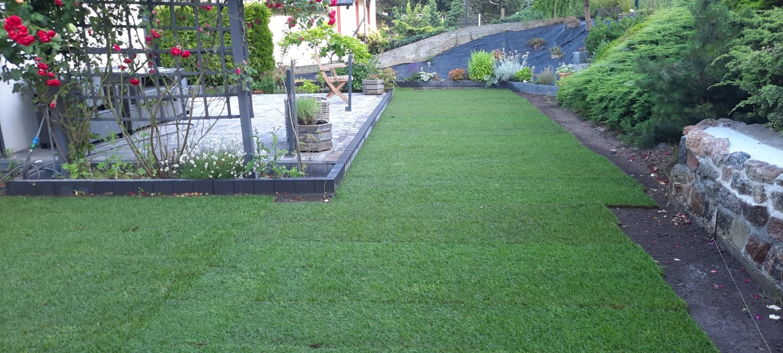 Świeżo ułożony trawnik z rolki, widoczne łączenia między pasami, obrzeża z kostki, pergola z różami w tle.