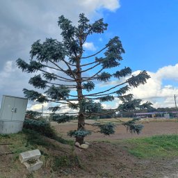 Pielęgnacja ogrodów Ostroróg 1