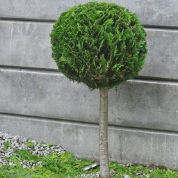 Pielęgnacja ogrodów Ostroróg 3