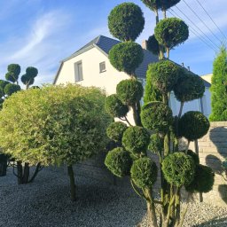 Pielęgnacja ogrodów Ostroróg 4