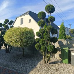 A.J Ogrody - Ogród z formowanymi drzewami kulistymi i stożkowymi na tle białego domu z szarą dachówką i niebieskiego nieba. Dekoracyjny żwir na rabatach.
