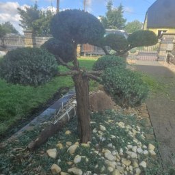 A.J Ogrody - Formowane drzewko bonsai z kulistymi koronami, otoczone kamieniami i niską zielenią, na tle zadbanego ogrodu z kostką brukową i domem.