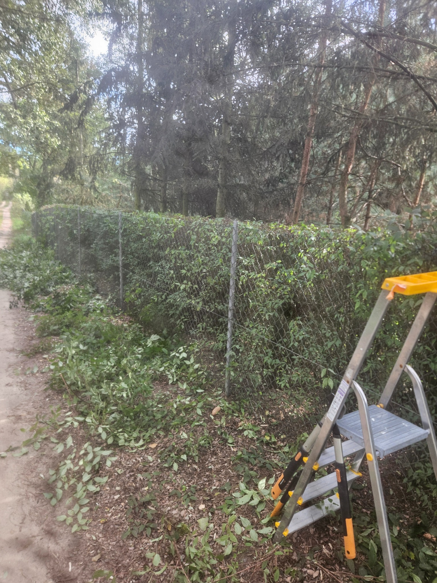 Przycinanie żywopłotu z siatki: drabina oparta o siatkę, obok ścieżka, a na ziemi leżą świeżo obcięte gałęzie. Widoczne drzewa w tle.