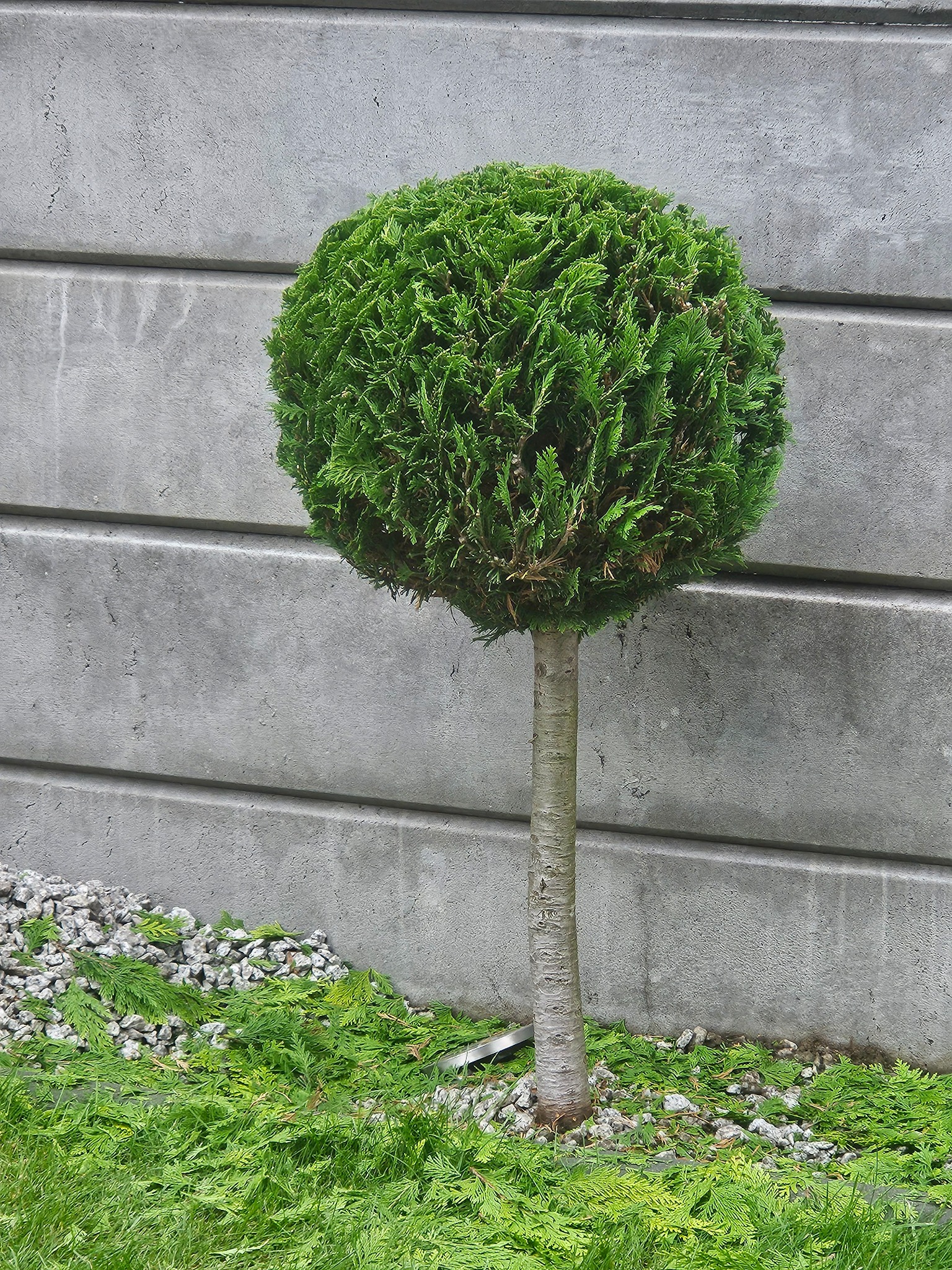 Formowana tuja na pniu w kształcie kuli, otoczona kamieniami i zielenią, na tle betonowego muru. Widoczne świeżo opadłe igły po przycinaniu.