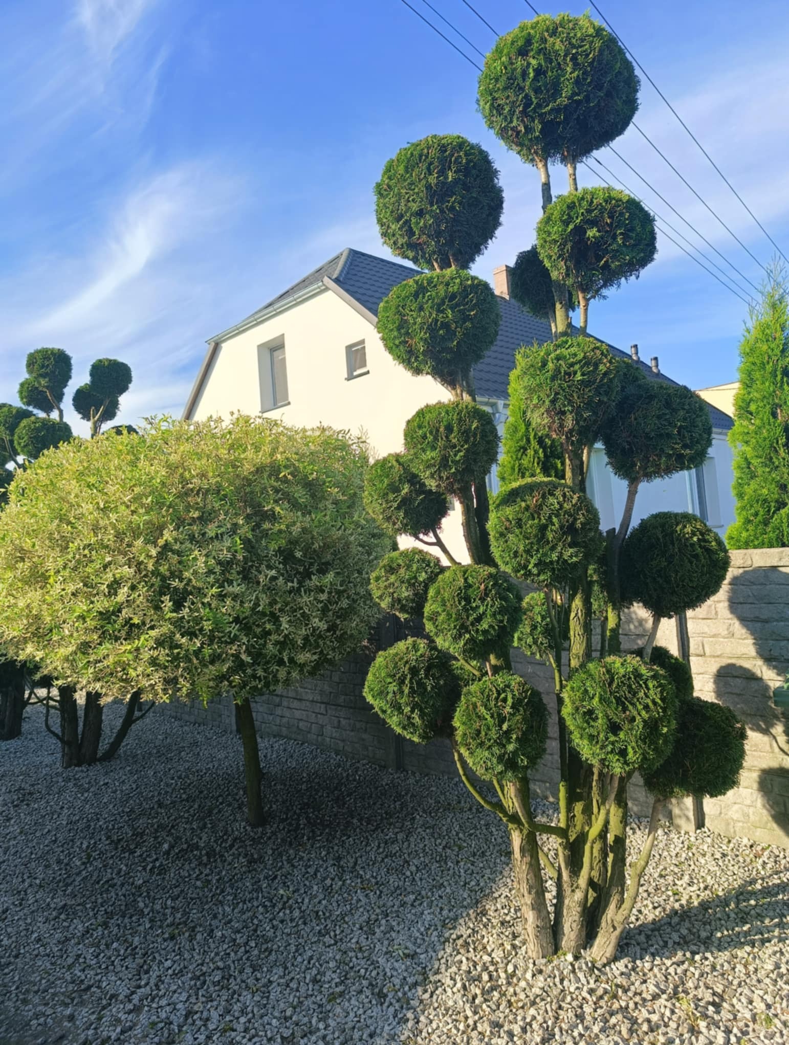 Ogród z formowanymi drzewami w kształcie kul, jasne kamienie na ziemi, biały dom w tle, błękitne niebo. Drzewa po formowaniu, regularne kształty.
