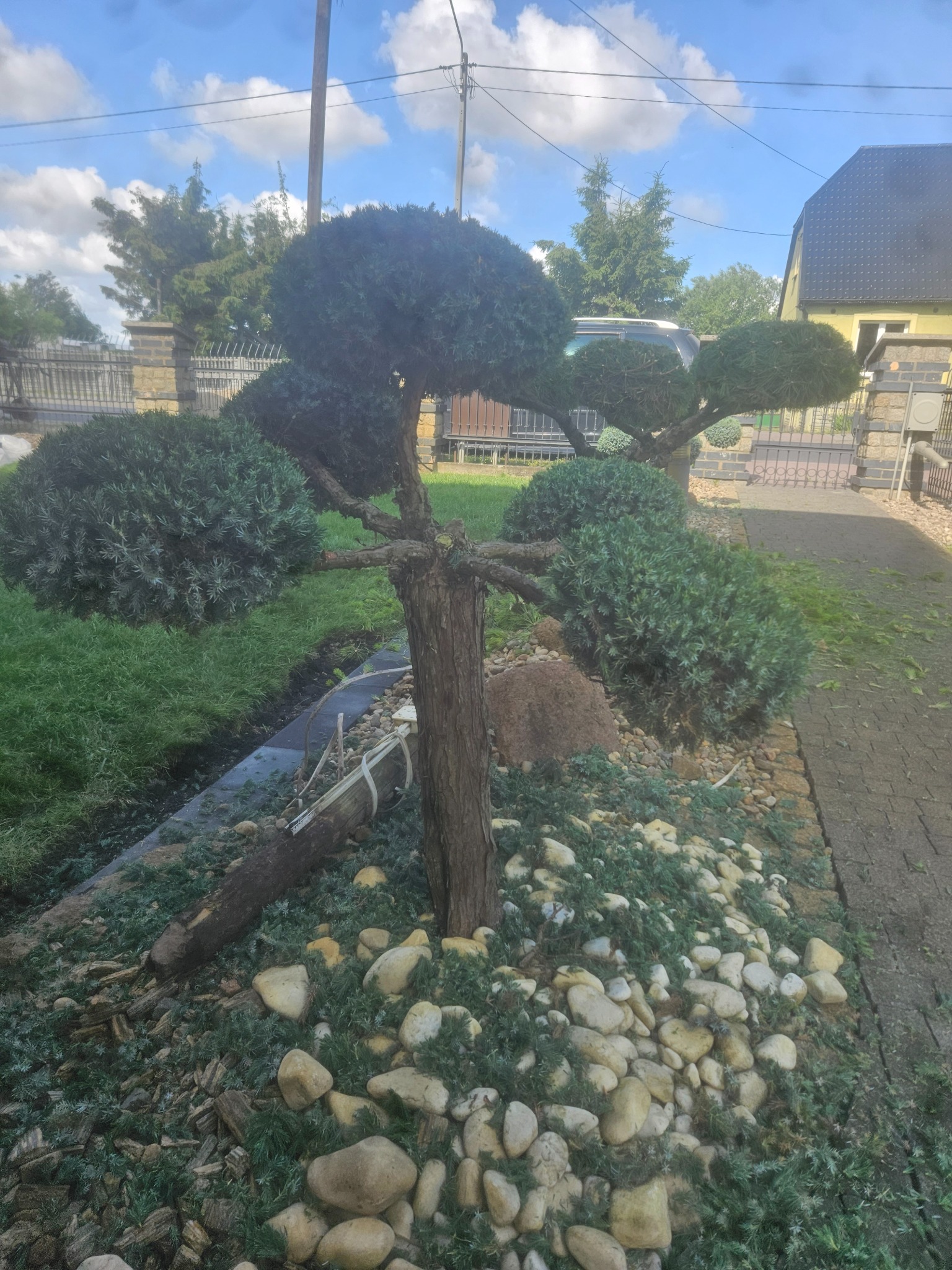 Formowane drzewko bonsai z kulistymi koronami, otoczone kamieniami i niską zielenią, na tle zadbanego ogrodu z kostką brukową i domem.