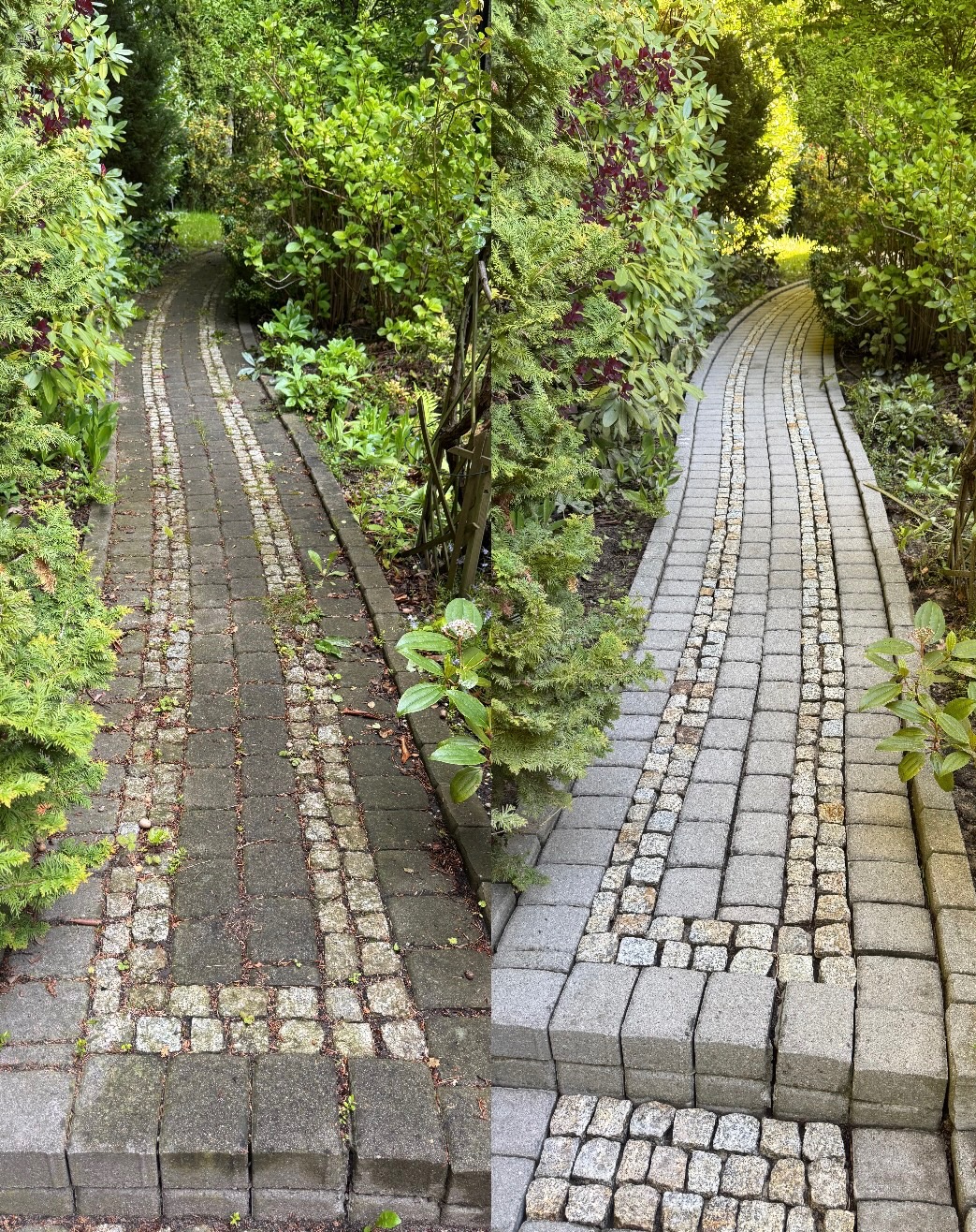 Kostka brukowa przed i po czyszczeniu, widok na ścieżkę ogrodową. Lewa strona brudna, prawa wyczyszczona, zieleń po bokach.