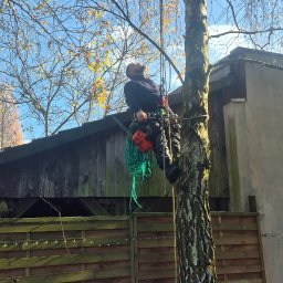 Wycinka drzew Chomiąża 2