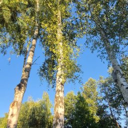 Wycinka drzew Chomiąża 4