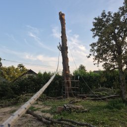 DREW-MAT.Mateusz Zmudczyński. Usługi Ogrodnicze, Wycinka Drzew - Częściowo wycięte drzewo z liną i drabiną w tle, otoczone ściętymi gałęziami i liśćmi. Widoczne niebo i zieleń w tle. Prace w toku.