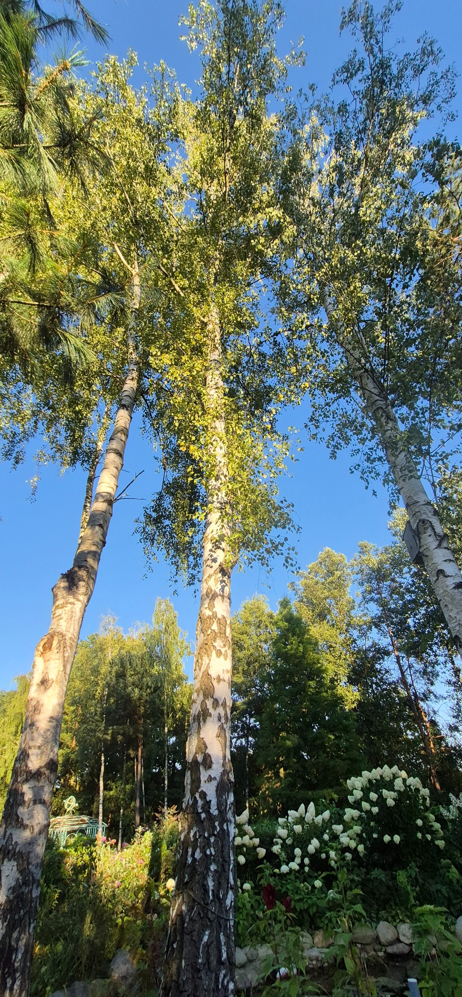 Widok z dołu na trzy wysokie brzozy z zielonymi liśćmi na tle błękitnego nieba. W tle widoczne inne drzewa i krzewy z białymi kwiatami.