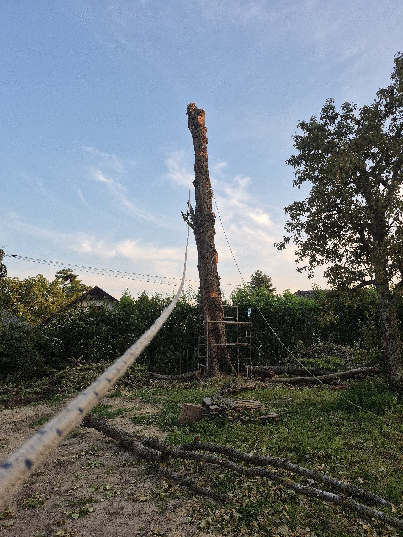 Częściowo wycięte drzewo z liną i drabiną w tle, otoczone ściętymi gałęziami i liśćmi. Widoczne niebo i zieleń w tle. Prace w toku.