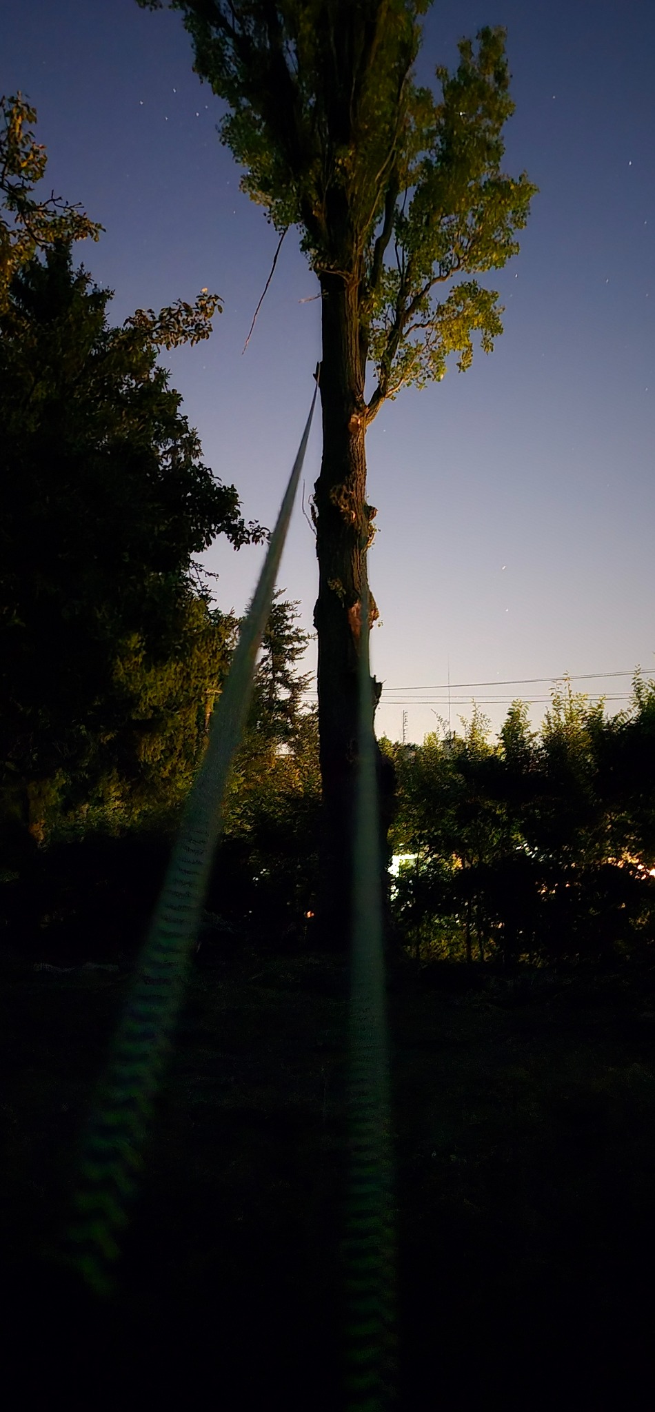 Wysokie drzewo z liną, prawdopodobnie przygotowane do wycinki lub pielęgnacji. Widoczne gałęzie i pień w nocnym oświetleniu, z zarysami okolicznej zieleni w tle.