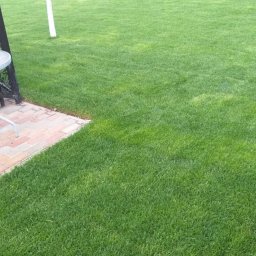 KONSTANTYN PYSHNIAK - Zadbany trawnik z równo przystrzyżoną trawą, obrzeżem z kostki i drzewami z bielonymi pniami w tle. Widoczne krzewy tworzące żywopłot.