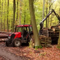 Czerwony traktor z hydraulicznym ramieniem załadowuje ścięte pnie drzew na przyczepę w leśnym otoczeniu, widoczne ślady opon na błotnistym podłożu.