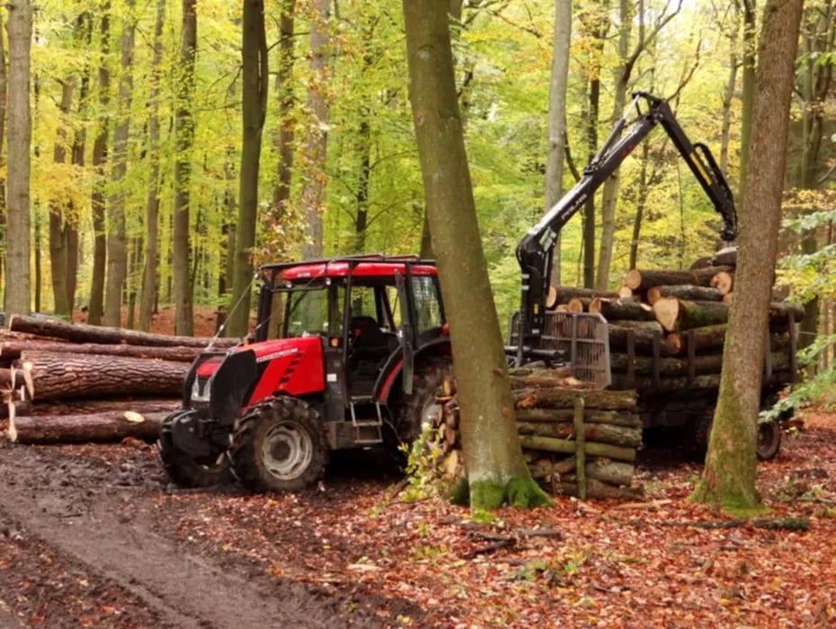 Czerwony traktor z hydraulicznym ramieniem załadowuje ścięte pnie drzew na przyczepę w leśnym otoczeniu, widoczne ślady opon na błotnistym podłożu.