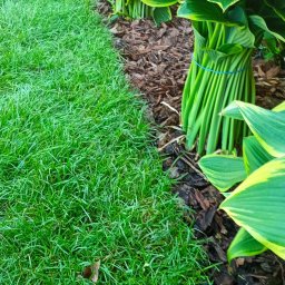 Sadzenie drzew Piastów 4