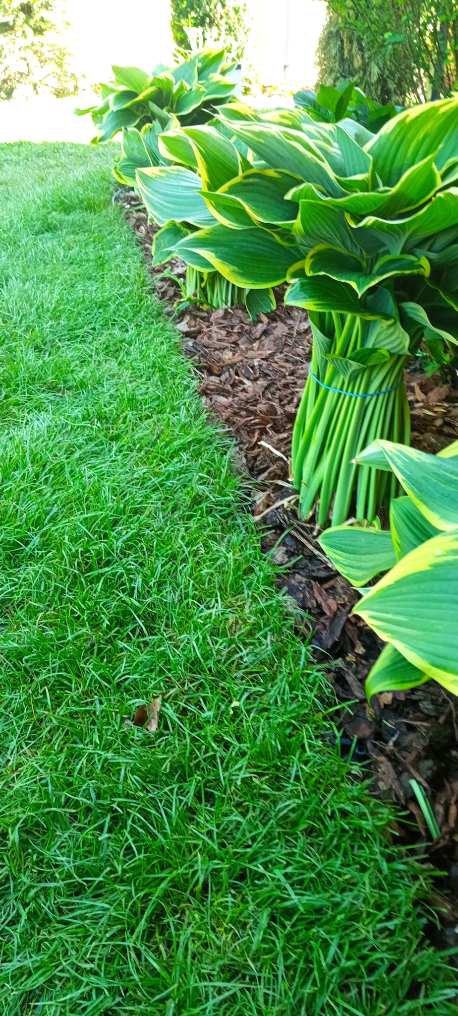 Świeżo posadzona rabata z funkiami o żółtych brzegach, oddzielona od trawnika korą.