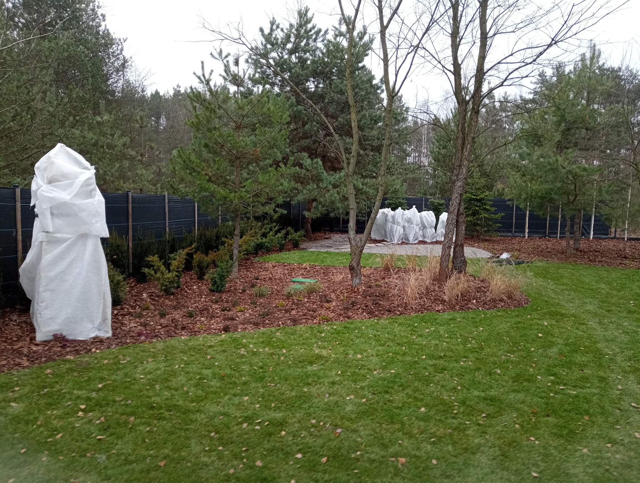 Jesienny ogród z zabezpieczonymi na zimę krzewami i drzewkami, wyściółkowane rabaty, trawnik z opadłymi liśćmi, czarne ogrodzenie w tle.