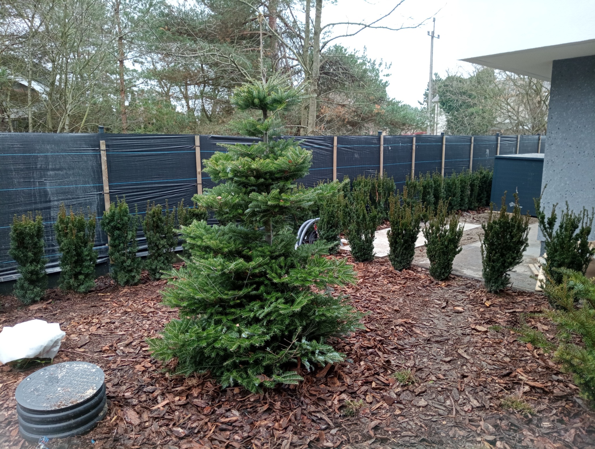 Świeżo posadzona choinka i rząd tujek w ogrodzie w Piastowie, wyściółkowane korą, czarna siatka na ogrodzeniu w tle. Widok na fragment budynku.