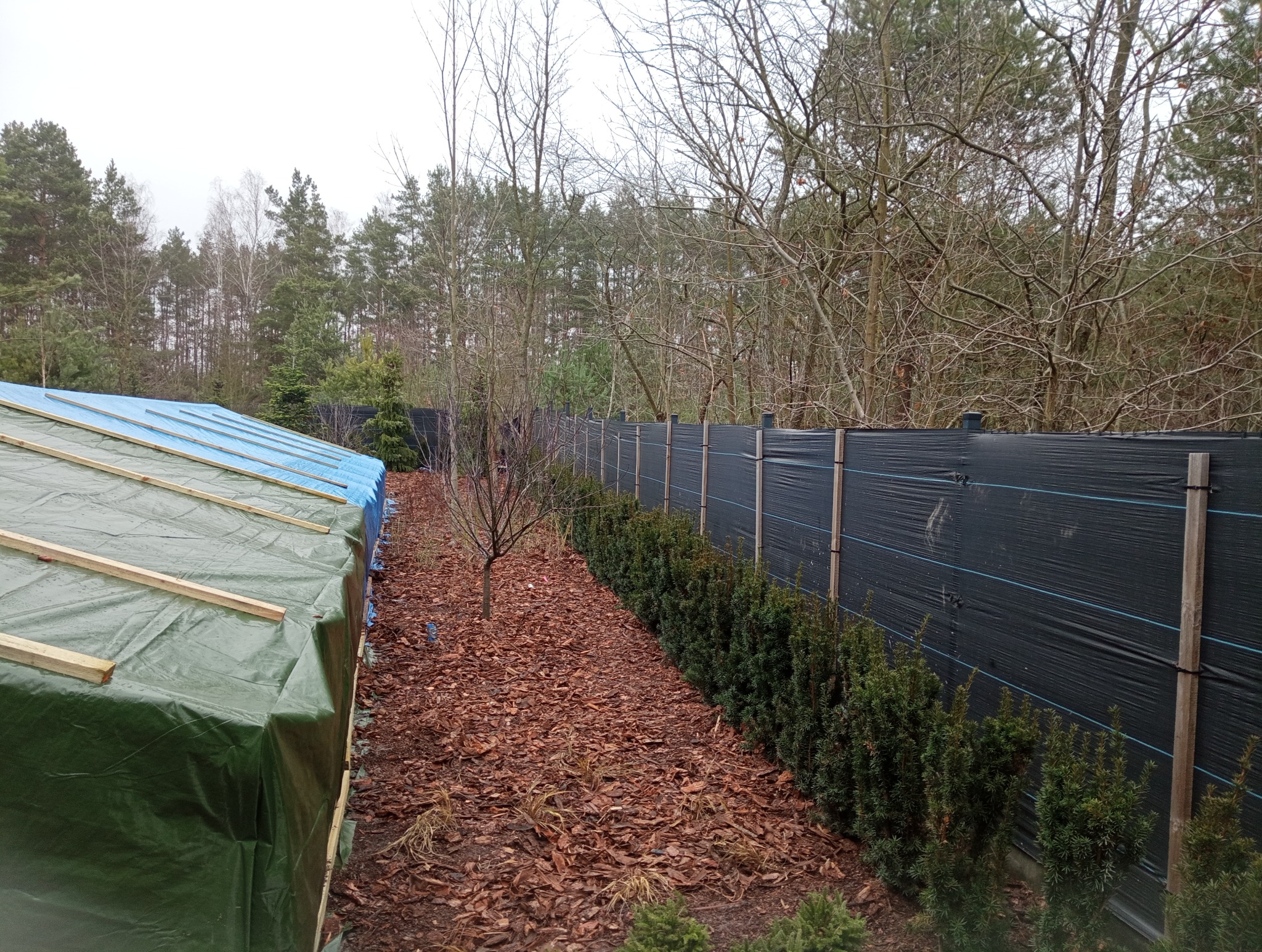 Ogród w trakcie przygotowań do zimy: zabezpieczone rośliny pod plandeką, świeżo posadzone tuje wzdłuż czarnego ogrodzenia, kora rozsypana na ziemi.
