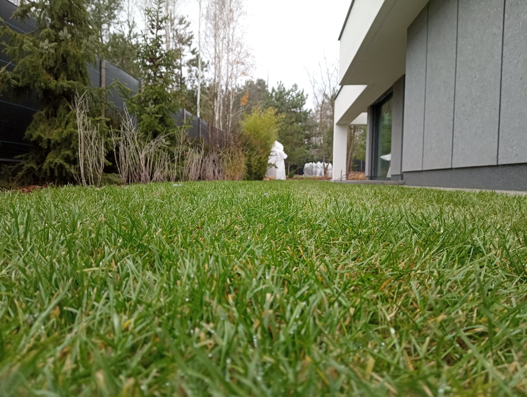 Soczysta, zielona trawa na tle nowoczesnego domu z szarą elewacją i ogrodzeniem z siatki. Nisko położony kadr podkreśla gęstość trawnika.