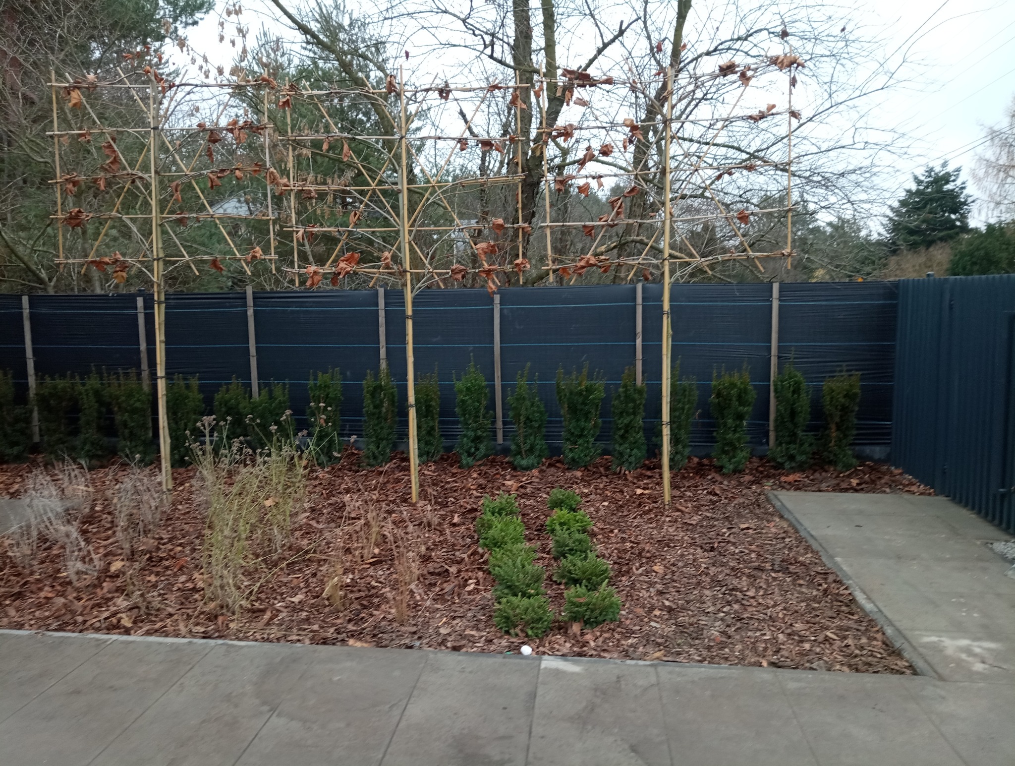 Ogród z formowanymi drzewami i niskimi krzewami iglastymi, kora rozsypana na ziemi, czarne ogrodzenie w tle. Widok z poziomu chodnika.