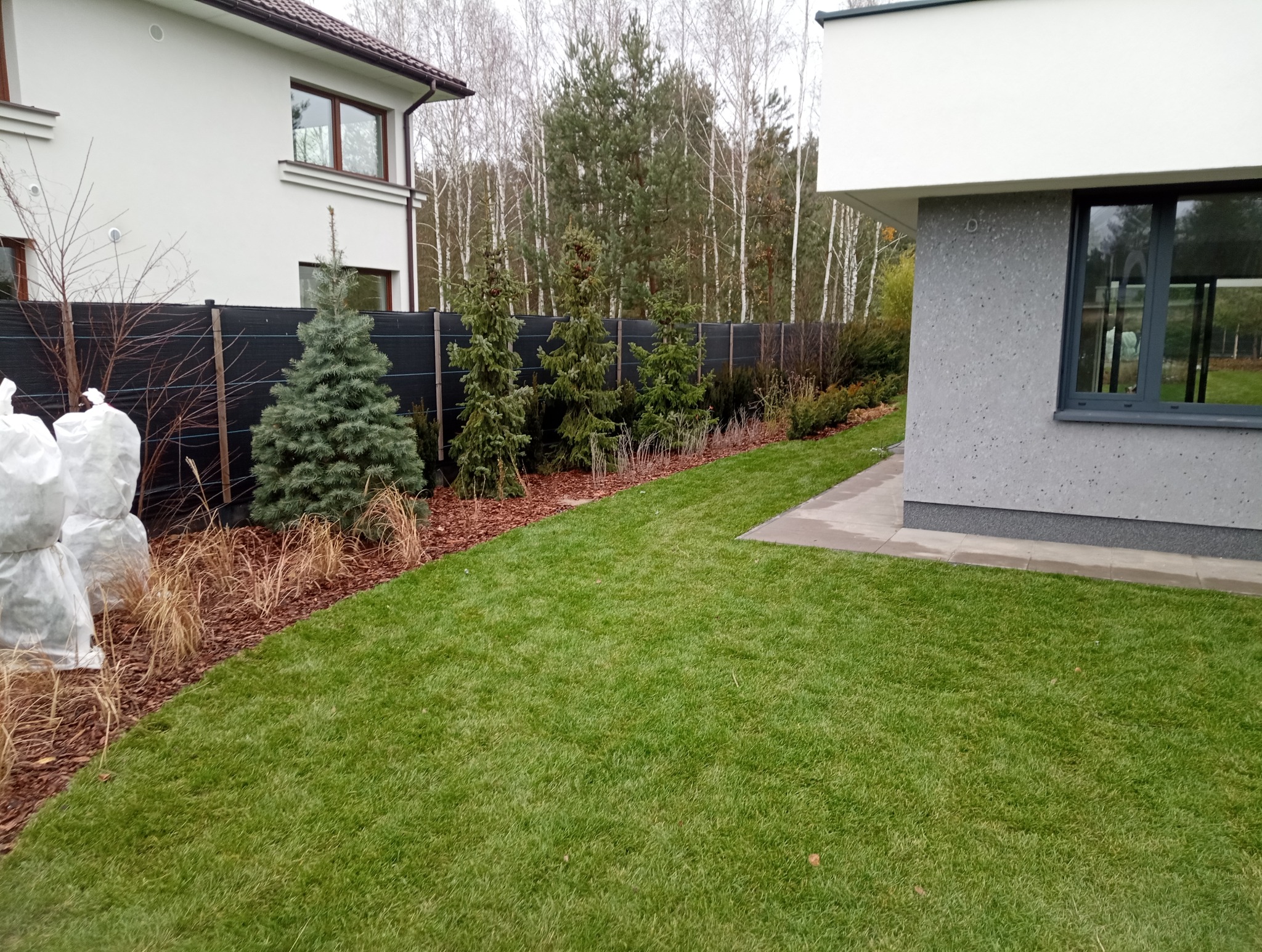 Nowoczesny ogród z równo przystrzyżonym trawnikiem, młodymi drzewkami iglastymi i korą. Dwa drzewka zabezpieczone na zimę. W tle czarne ogrodzenie i budynek.