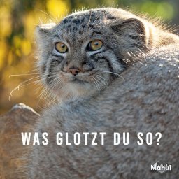 Niemiecki na co dzień - nauka zwrotów i słówek z życia codziennego