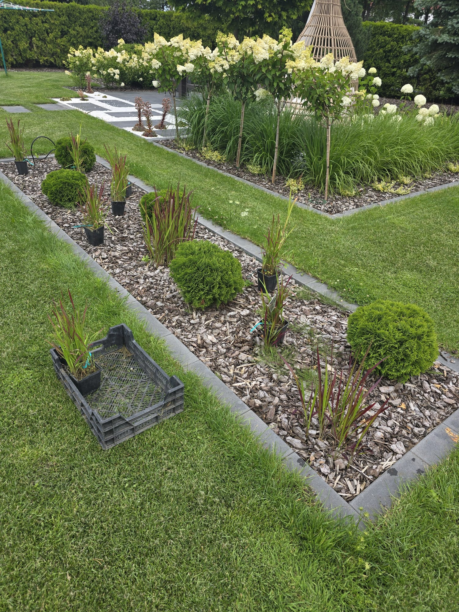 Przygotowanie rabaty z korą, obrzeżami i roślinami w doniczkach, czarna plastikowa skrzynka z sadzonkami na trawniku, widok na fragment ogrodu z drzewami i ozdobnymi trawami.