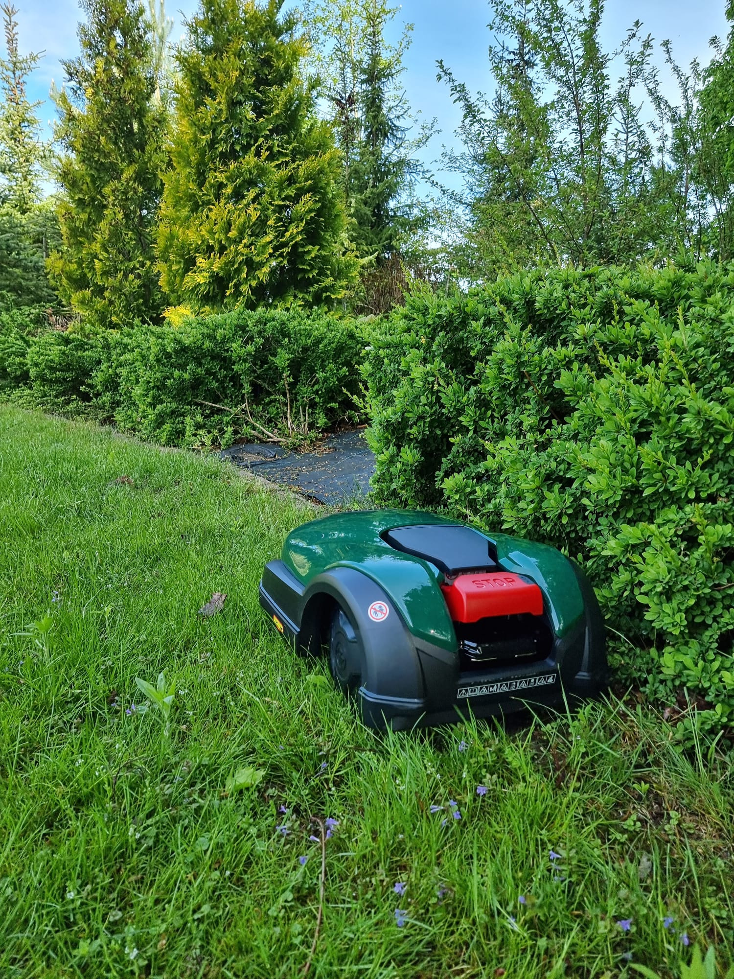 Zielony robot koszący trawnik zaparkowany przy żywopłocie, w tle wysokie drzewa iglaste.