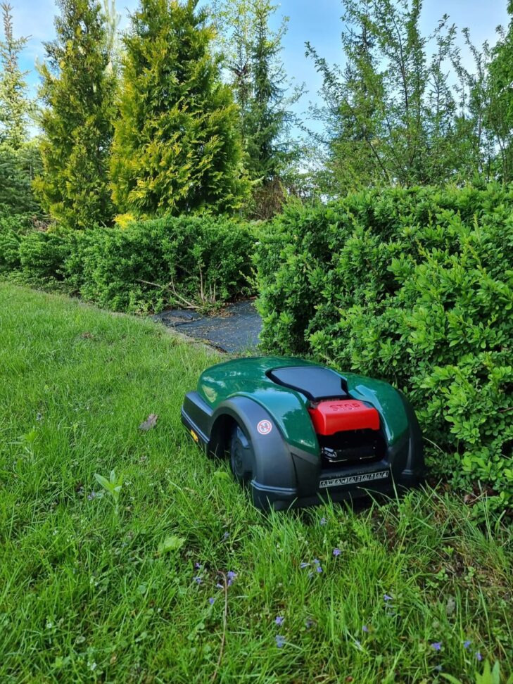 Zielony robot koszący trawnik na tle żywopłotu i drzew iglastych w ogrodzie, przycięta trawa.