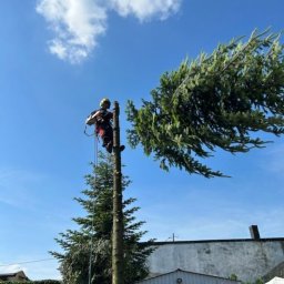 Wycinka drzew Zgierz 3