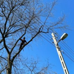 Wycinka drzew Zgierz 4