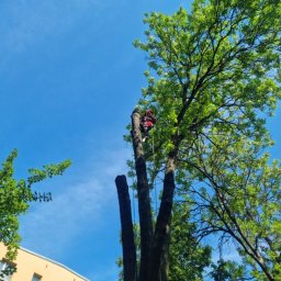 Bartosz Przybylak - Pracownik w uprzęży na wysokim drzewie po częściowej redukcji korony, widoczne trzy pnie po obciętych gałęziach na tle błękitnego nieba i fragmentu budynku.