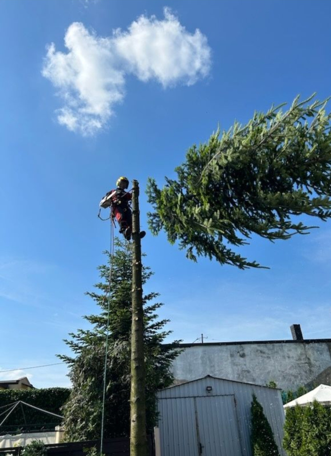 Arborysta w kasku i uprzęży, zawieszony na linie, odcina gałęzie wysokiego drzewa iglastego na tle błękitnego nieba z chmurami.