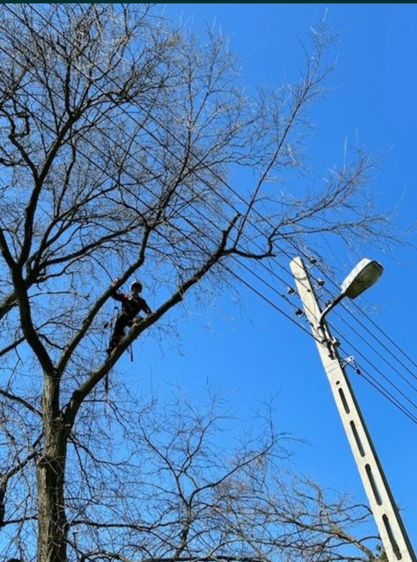 Pracownik w uprzęży, na wysokości, w koronie drzewa bez liści, obok słupa energetycznego z lampą, na tle błękitnego nieba.