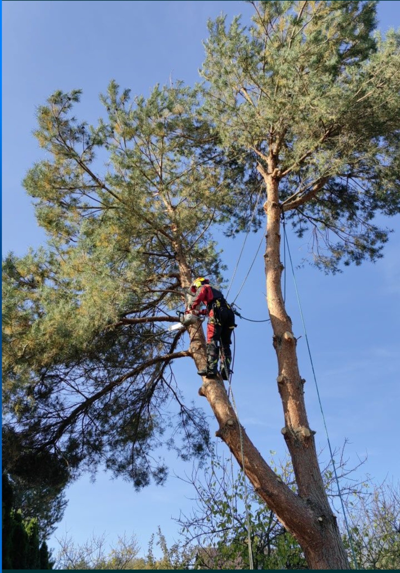 Arborysta w czerwonym kombinezonie, zawieszony na linach, tnie gałąź sosny piłą łańcuchową na tle błękitnego nieba.