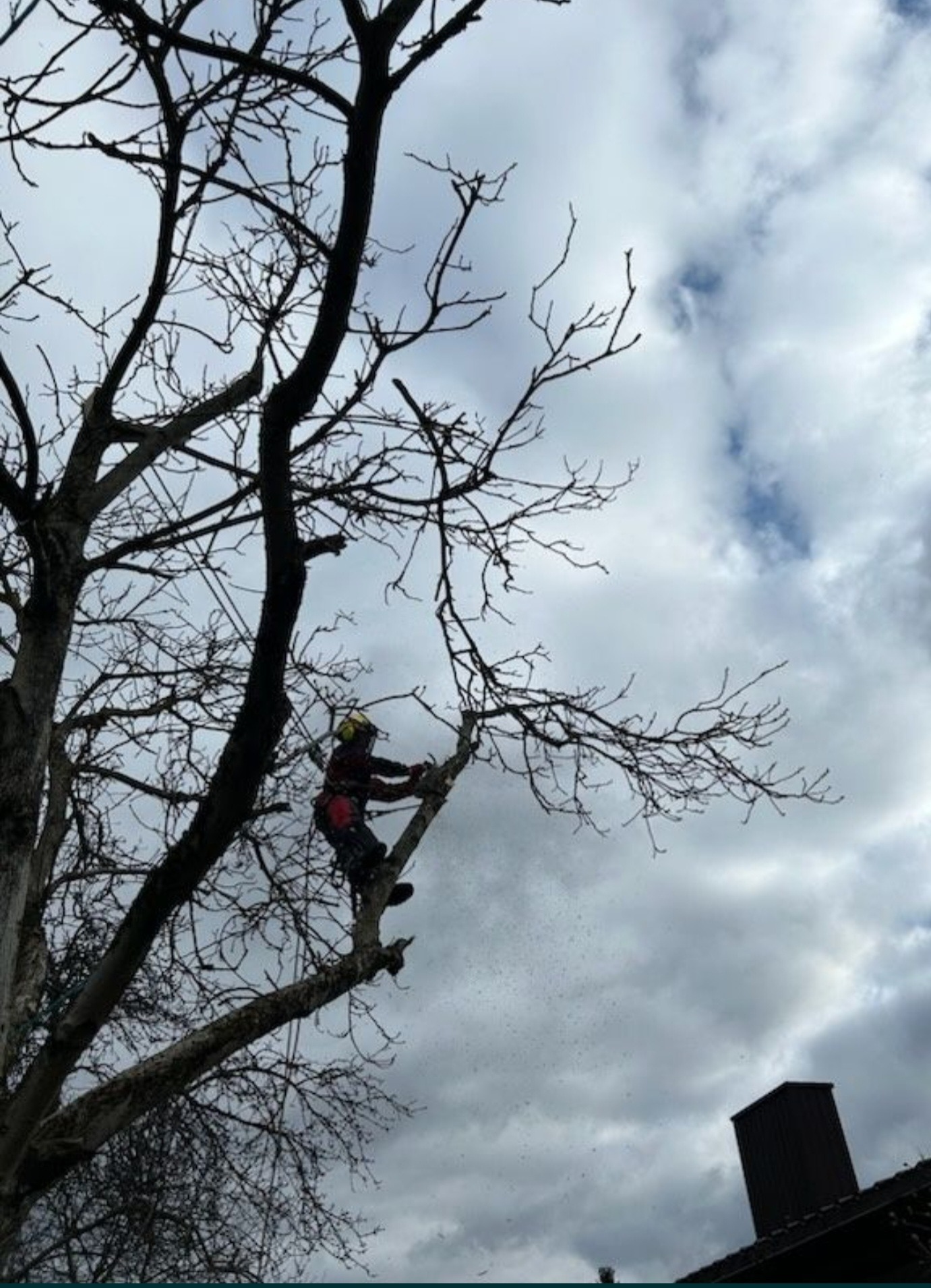 Pracownik w kasku i kombinezonie na drzewie bez liści, w trakcie cięcia gałęzi, z widocznymi opiłkami, na tle pochmurnego nieba i dachu budynku.