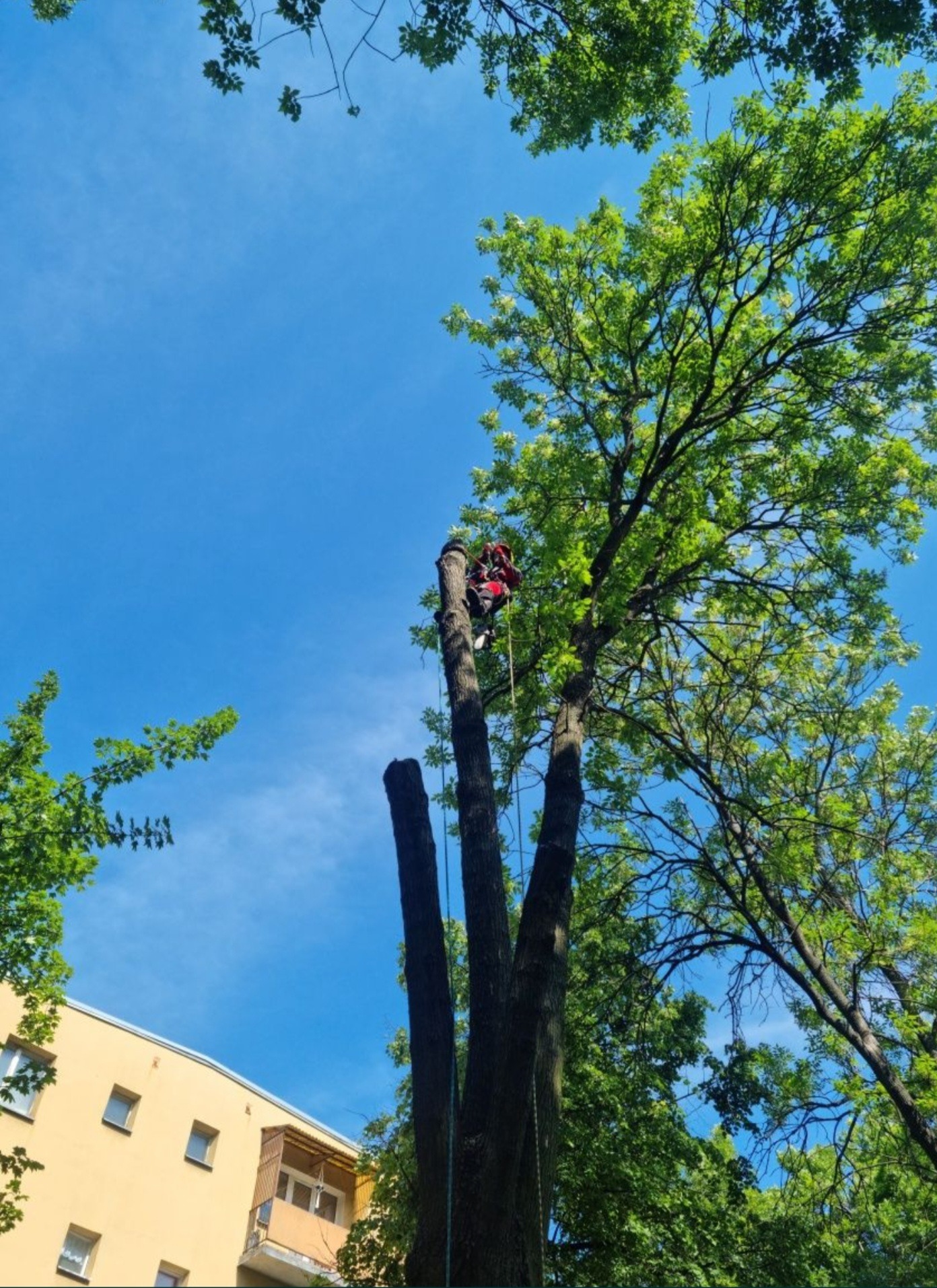 Pracownik w uprzęży na wysokim drzewie po częściowej redukcji korony, widoczne trzy pnie po obciętych gałęziach na tle błękitnego nieba i fragmentu budynku.