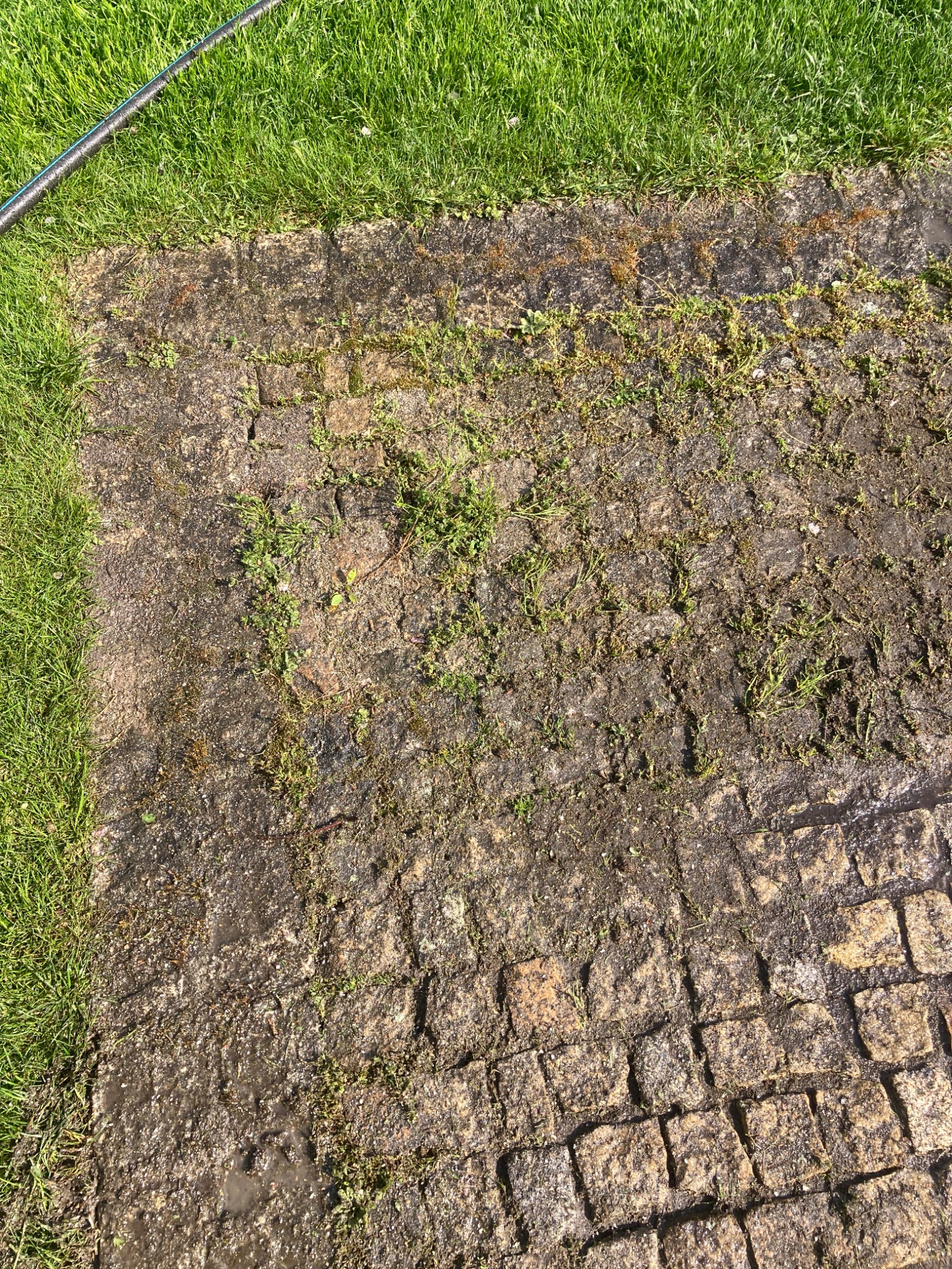 Zabrudzona kostka brukowa porośnięta mchem i trawą, obok trawnik. Usługi czyszczenia w Poznaniu. Widoczny fragment węża ogrodowego.