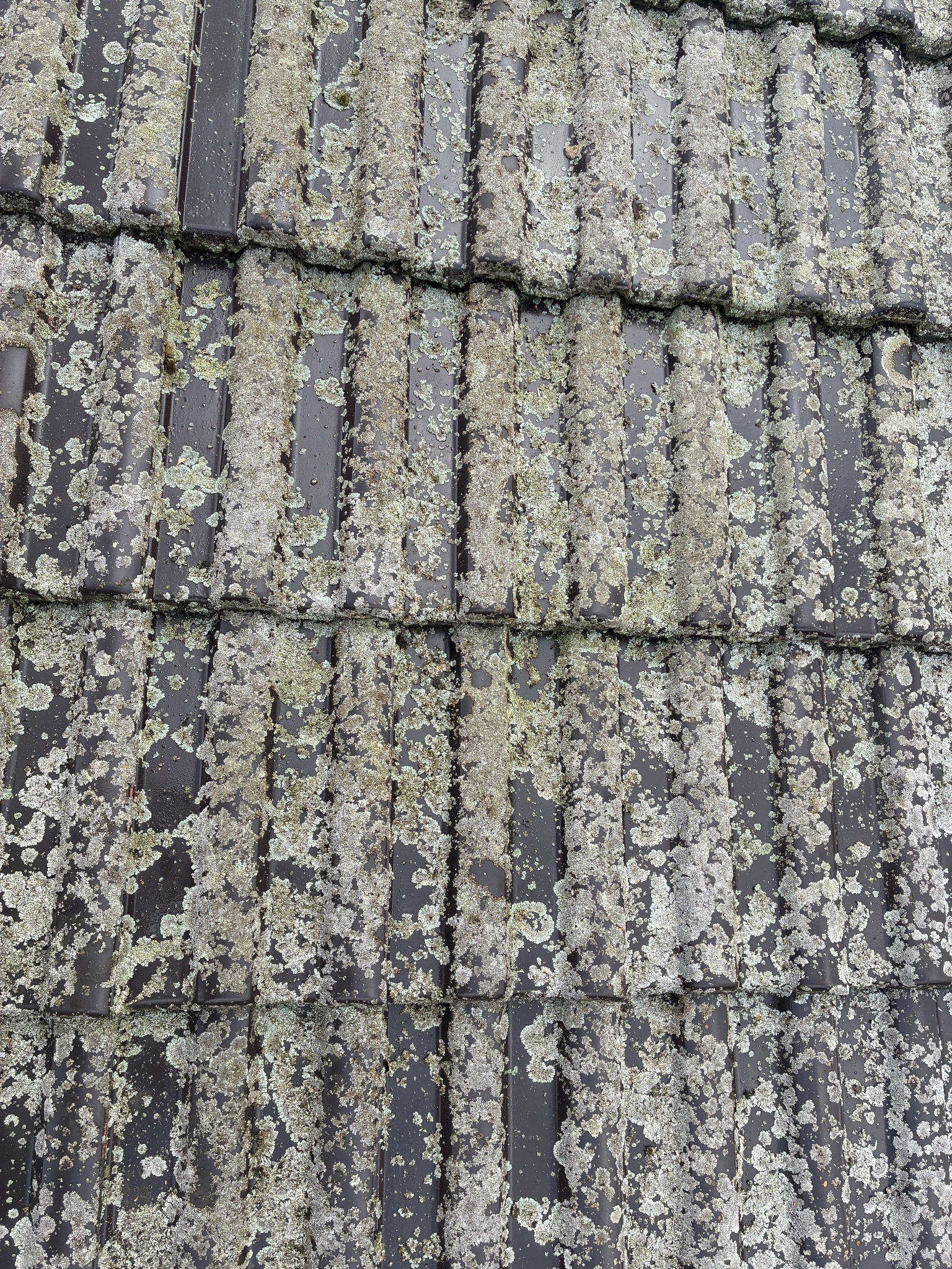 Ciemnobrązowa dachówka pokryta grubym nalotem mchu i porostów. Widok z góry, ukazujący teksturę i stopień zabrudzenia.