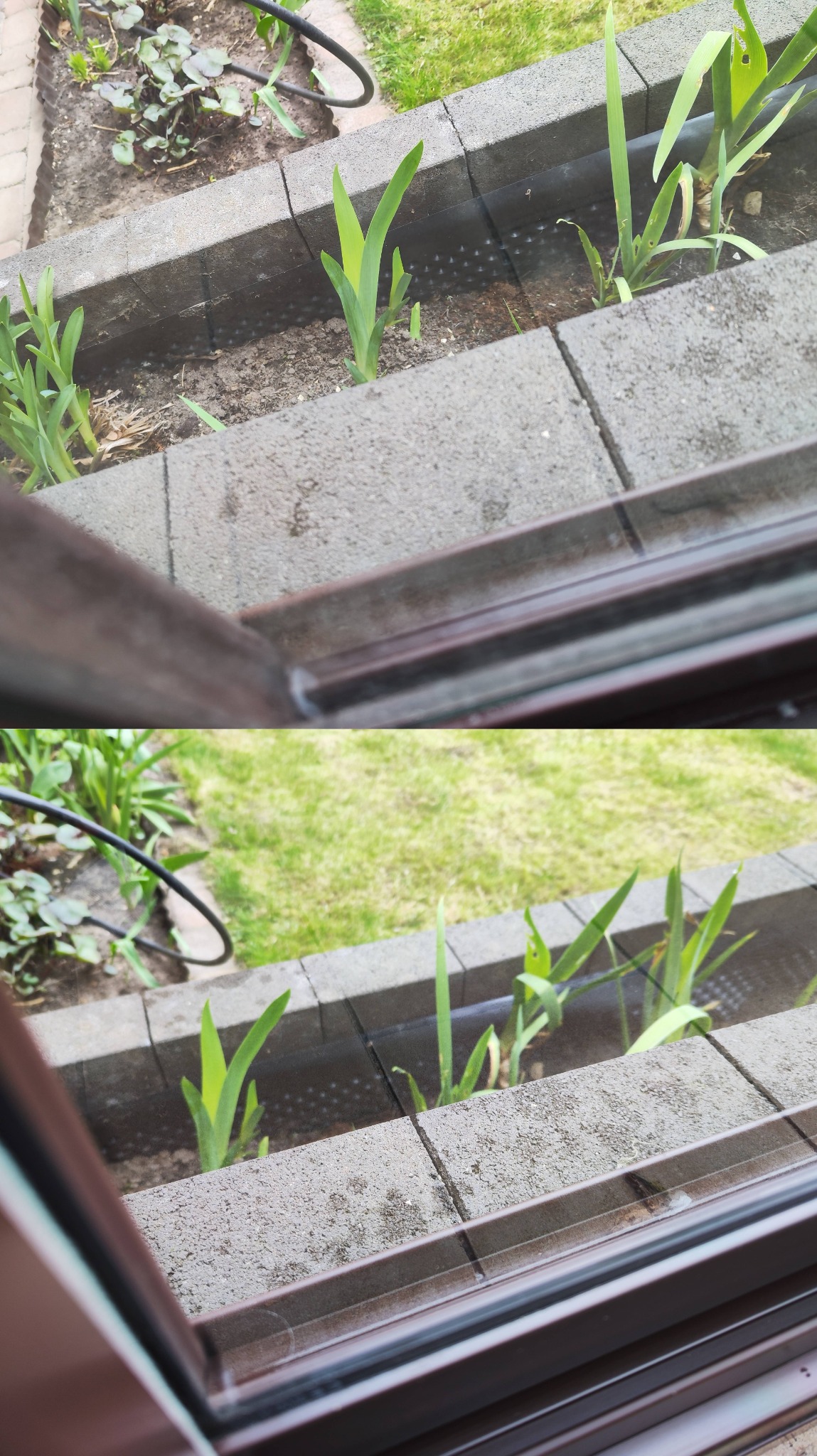 Widok przez okno na rabatę kwiatową z młodymi roślinami w betonowej obudowie, z systemem nawadniania.