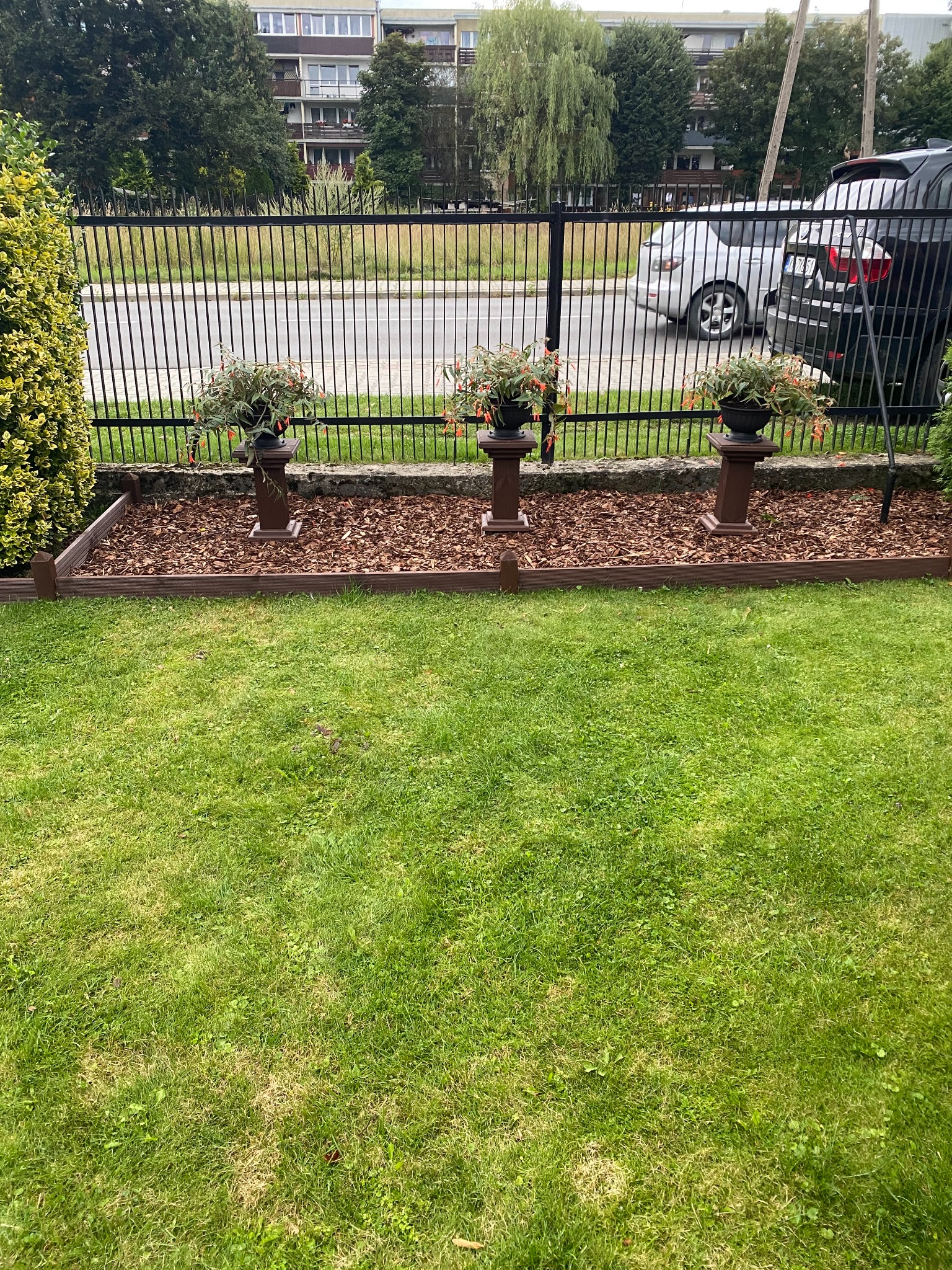 Trzy donice z kwiatami na postumentach, ustawione wzdłuż obrzeża rabaty z kory, z metalowym ogrodzeniem w tle i budynkiem mieszkalnym w oddali.