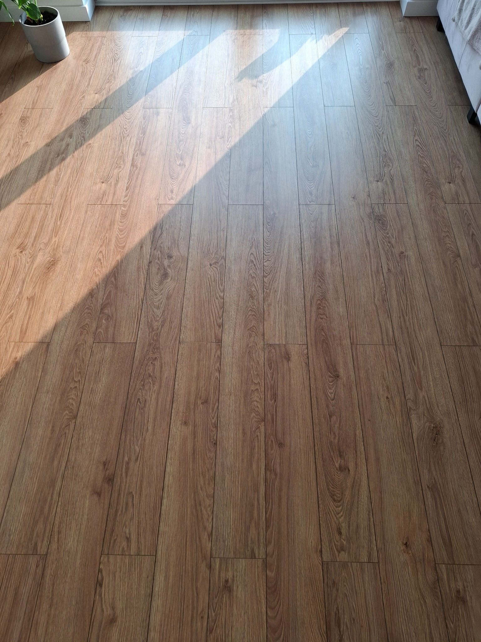 Ułożone panele podłogowe z widocznym wzorem drewna, oświetlone naturalnym światłem wpadającym przez okno. W rogu doniczka z rośliną.