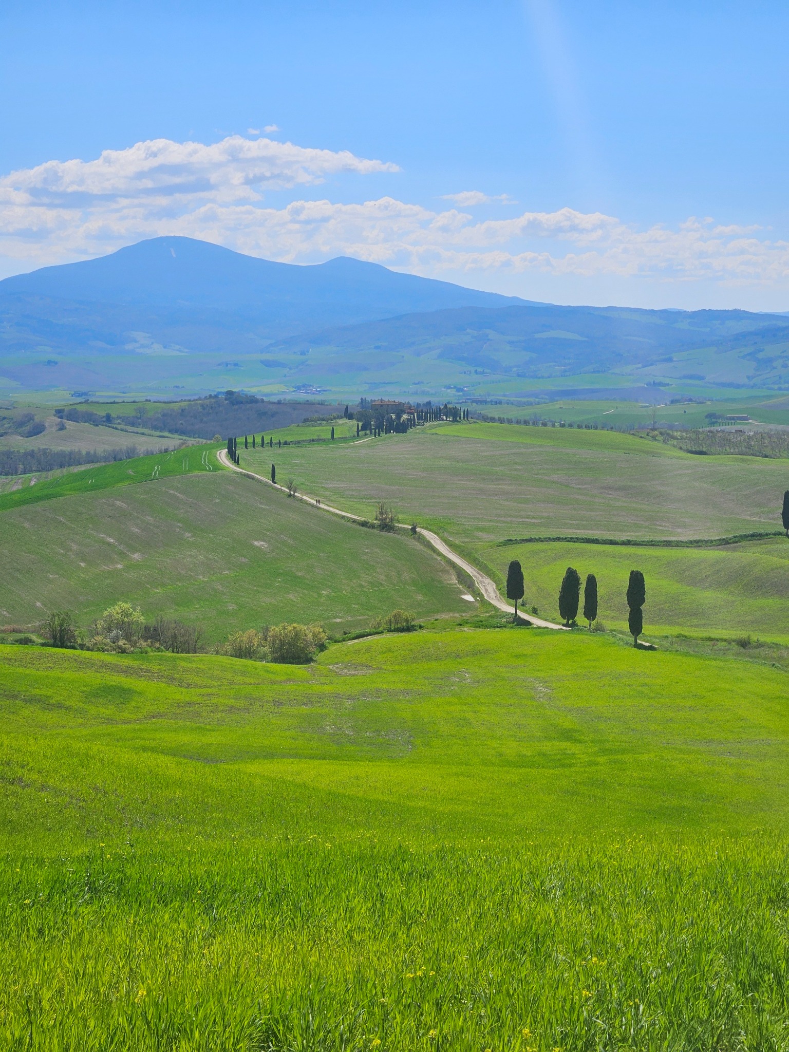 Malowniczy toskański krajobraz z polami, cyprysami wzdłuż drogi i budynkami na wzgórzu, w tle góry i błękitne niebo z chmurami.